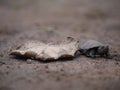 African helmeted turtle Royalty Free Stock Photo