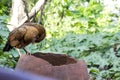 An African hen pecking its feathers Royalty Free Stock Photo