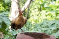 An African hen standing vigilantly Royalty Free Stock Photo
