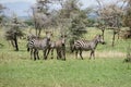 African herd of zebras in the field Royalty Free Stock Photo