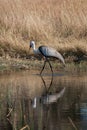 African heron