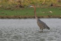 African heron in a lake