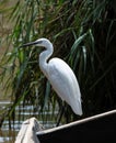 African Heron at Lake Victoria