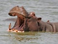 African hippo