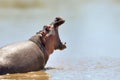 African Hippopotamus. Animal in the nature water habitat