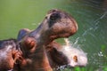 African hippopotamus drinking fresh water