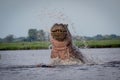 African hippopotamus emerges from a body of water with a powerful splash