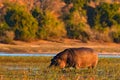 African Hippopotamus, Hippopotamus amphibius capensis, with evening sun, animal in the nature water habitat, Chobe River, Botswana Royalty Free Stock Photo