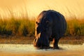 African Hippopotamus, Hippopotamus amphibius capensis, with evening sun, animal in the nature water habitat, Chobe River, Botswana Royalty Free Stock Photo