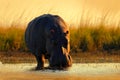 African Hippopotamus, Hippopotamus amphibius capensis, with evening sun, animal in the nature water habitat, Chobe River, Botswana