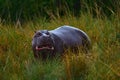 African Hippopotamus, Hippopotamus amphibius capensis, with evening sun, animal in the nature water habitat, Khwai, Moremi in