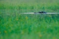 African Hippopotamus, Hippopotamus amphibius capensis, with evening sun, animal in the nature water habitat, Okavango, Botswana, A