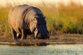 African Hippopotamus, Hippopotamus amphibius capensis, with evening sun, Chobe River, Botswana Royalty Free Stock Photo