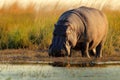 African Hippopotamus, Hippopotamus amphibius capensis, with evening sun, Chobe River, Botswana Royalty Free Stock Photo