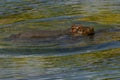 Large Hippopotamus Hippopotamus Amphibius bathing in water.