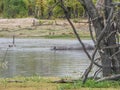 African hippopotamus on river, Botswana