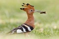 African Hoepoe, Okavango, Moremi Game Reserve, Botswana.