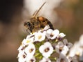 African Honey bee on white flower