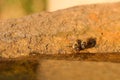 African Honey Bees Drinking From Rock Pool Apis mellifera scutellata