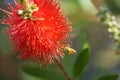 African honeybee Apis mellifera scutellata