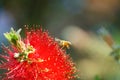 African honeybee Apis mellifera scutellata