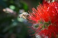 African honeybee Apis mellifera scutellata