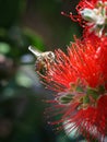 African honeybee Apis mellifera scutellata