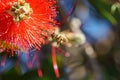 african honeybee & x28;Apis mellifera scutellata& x29; on bottlebrush