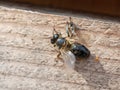 African honeybee in front of hive