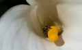African honeybee with full pollin sacs