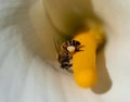 African honeybee with full pollin sacs