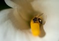 African honeybee with full pollin sacs