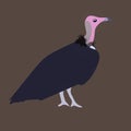 African Hooded Vulture