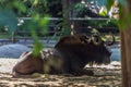 African hoofed animals close up.