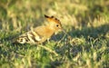 African Hoopoe