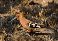 African Hoopoe