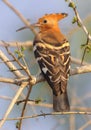 African hoopoe