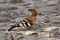 African Hoopoe