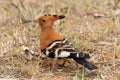 African Hoopoe