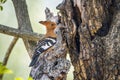 African hoopoe in Kruger National park, South Africa