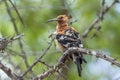African hoopoe in Kruger National park, South Africa