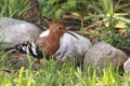 African Hoopoe - Upupa africana -