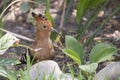 African Hoopoe - Upupa africana -