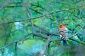 African hoopoe ,Upupa africana, nice orange bird with crest sitting on ther green tree in the summer meadow, Botswana. Beautiful