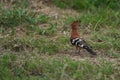 African hoopoe Upupa africana Upupidae Portrait Gras Royalty Free Stock Photo