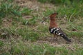 African hoopoe Upupa africana Upupidae Portrait Gras Royalty Free Stock Photo