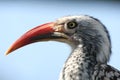 African hornbill bird Royalty Free Stock Photo