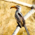 African Hornbill bird sitting on a tree branch