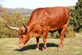African horned bull