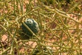 African horned cucumber, kiwano , traditional food plant in Africa. Sandwich Harbor, Namibia